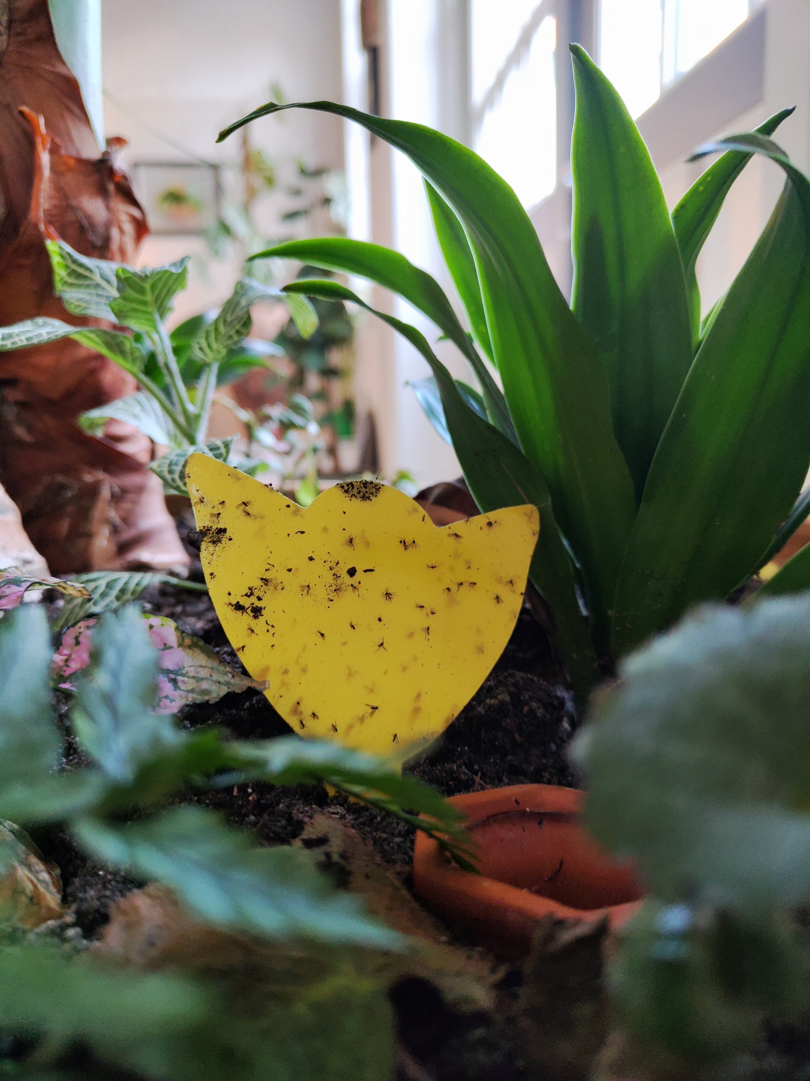 Waar komen die rouwvliegjes toch vandaan!?